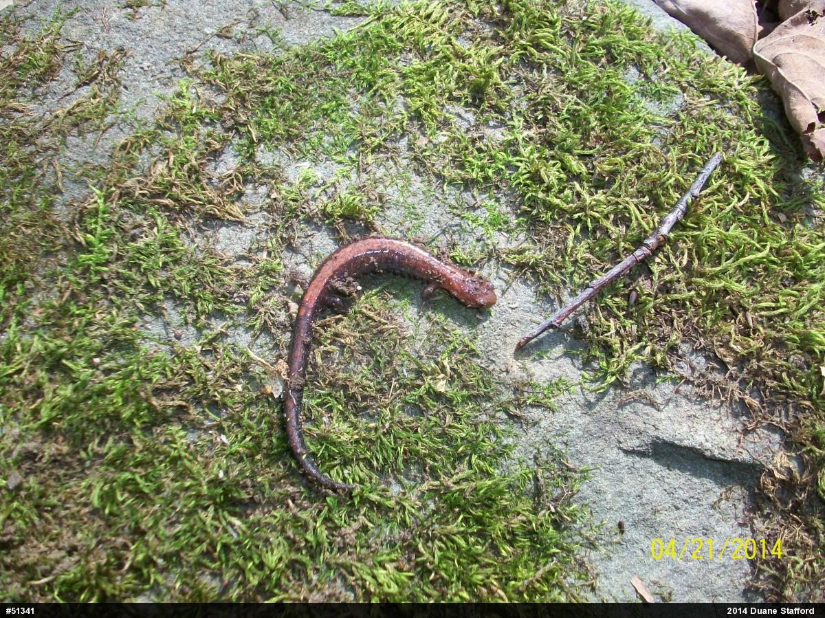 Eastern Red-backed  Salamander