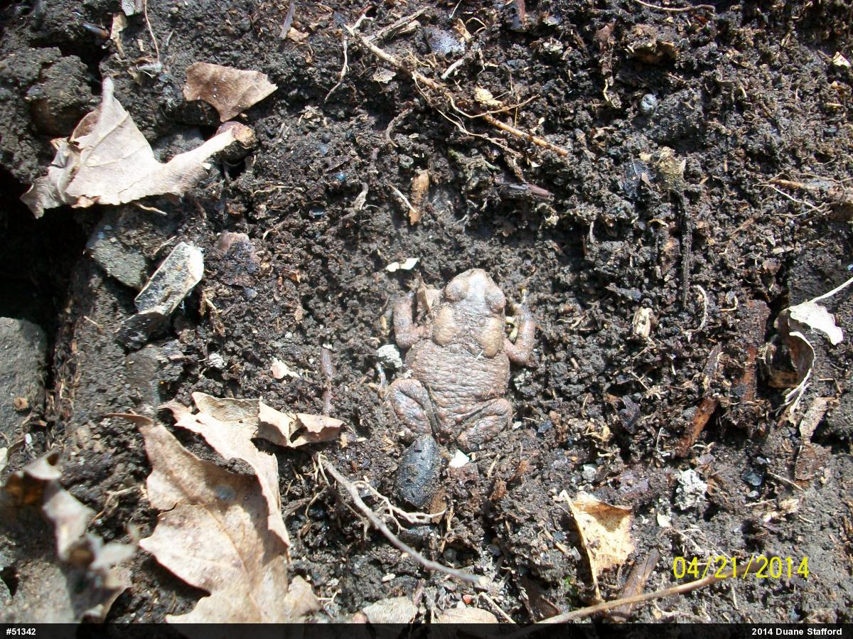 Eastern American Toad