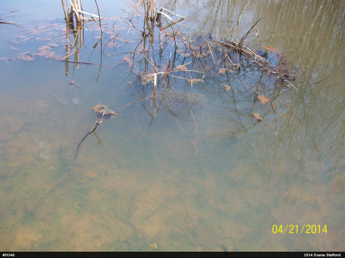 Wood Frog