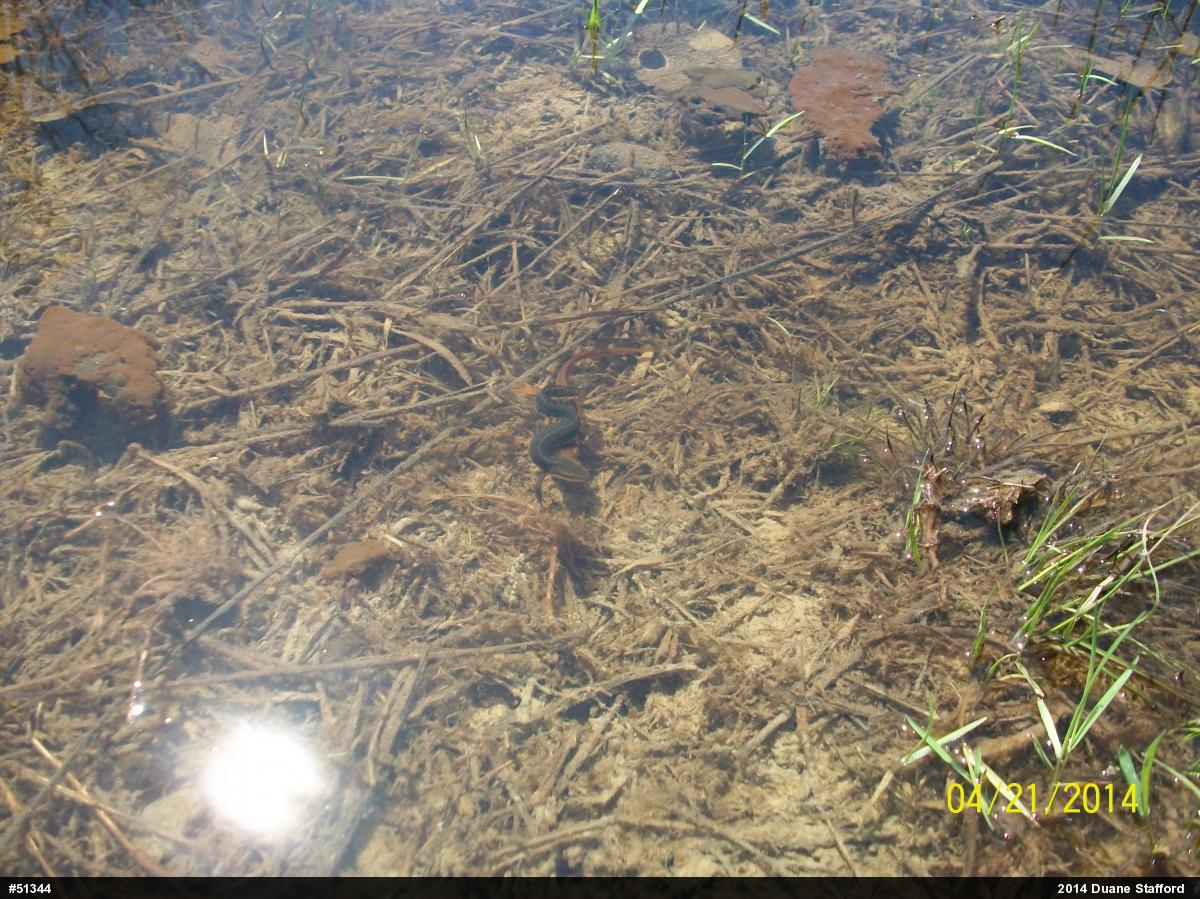 Red-spotted Newt