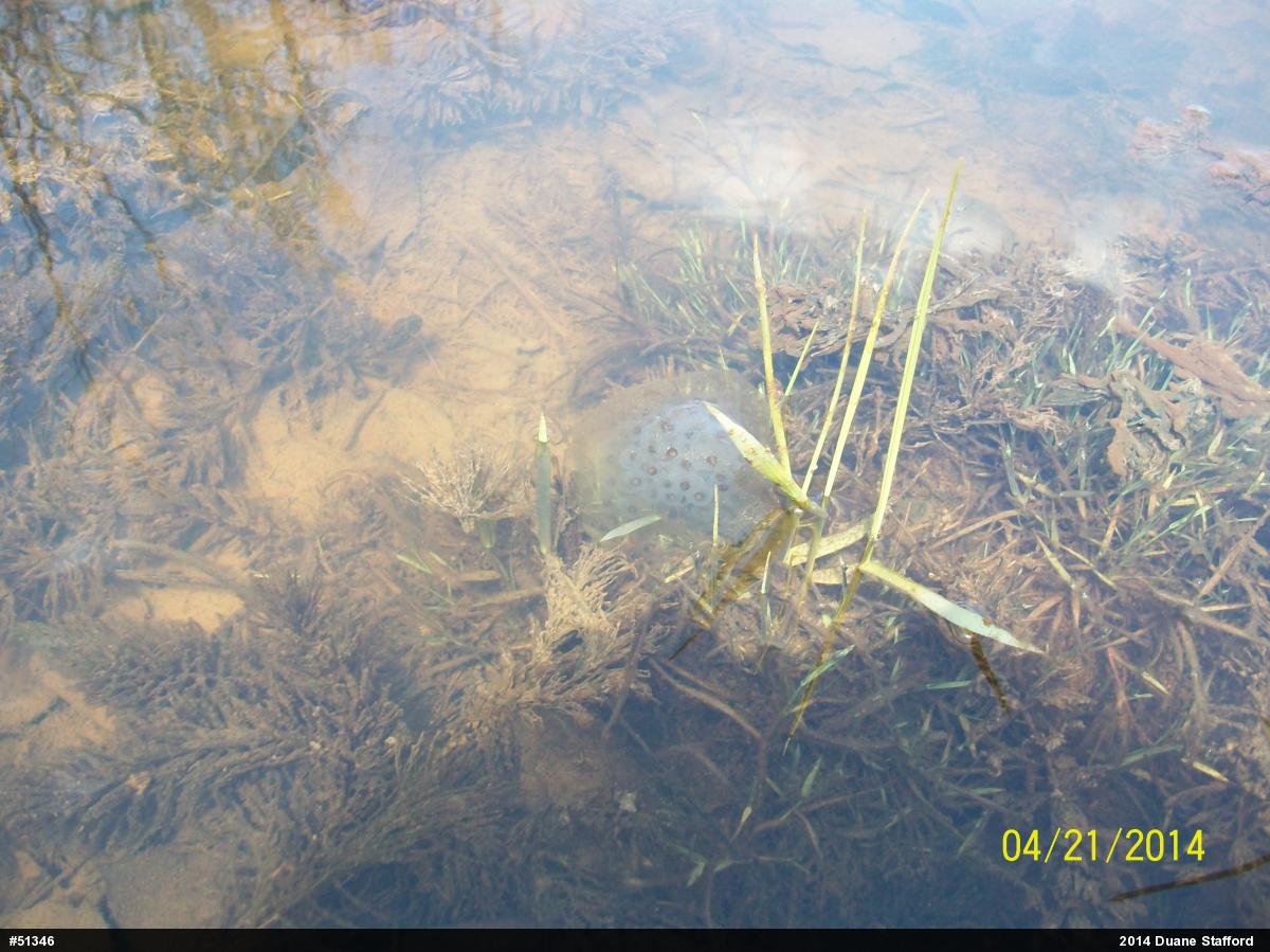 Spotted Salamander