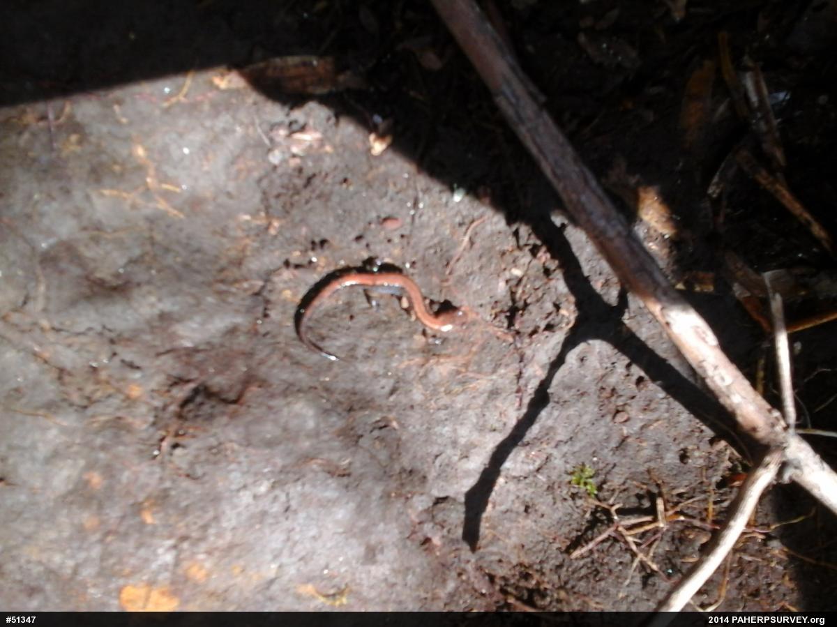 Eastern Red-backed  Salamander