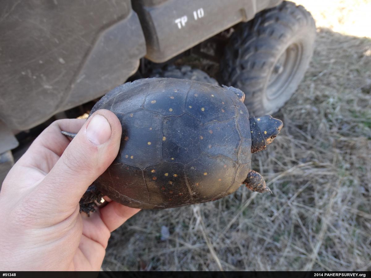 Spotted Turtle