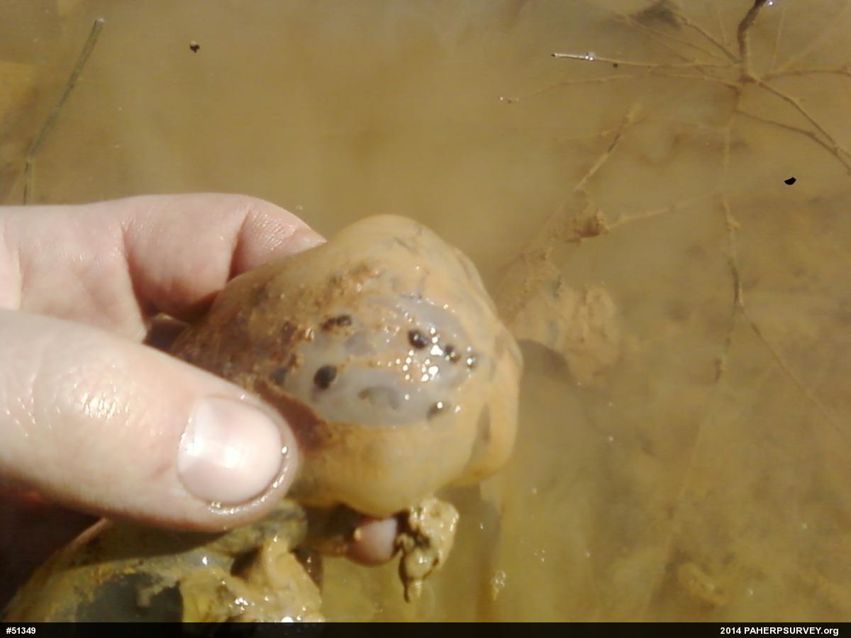 Spotted Salamander