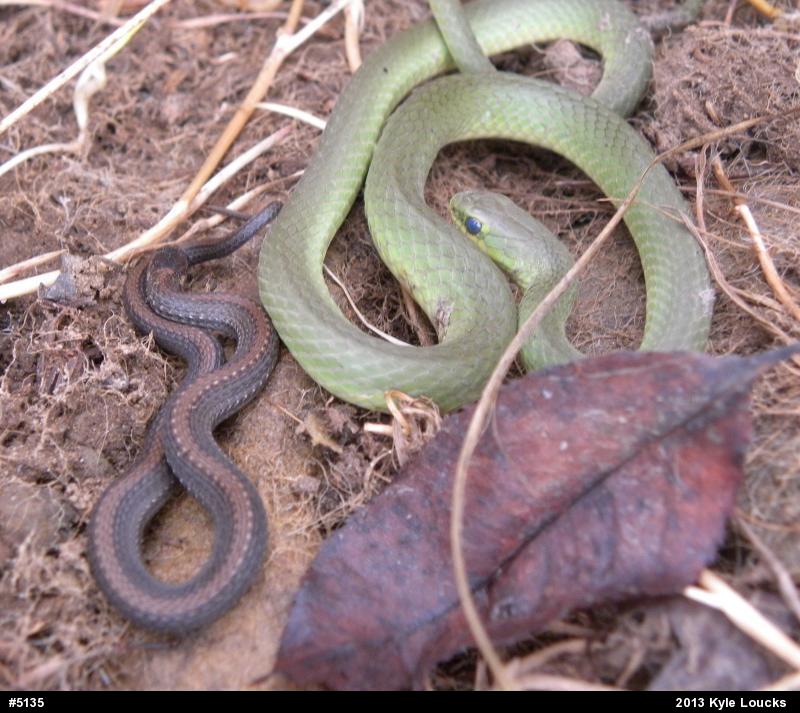 Smooth Greensnake