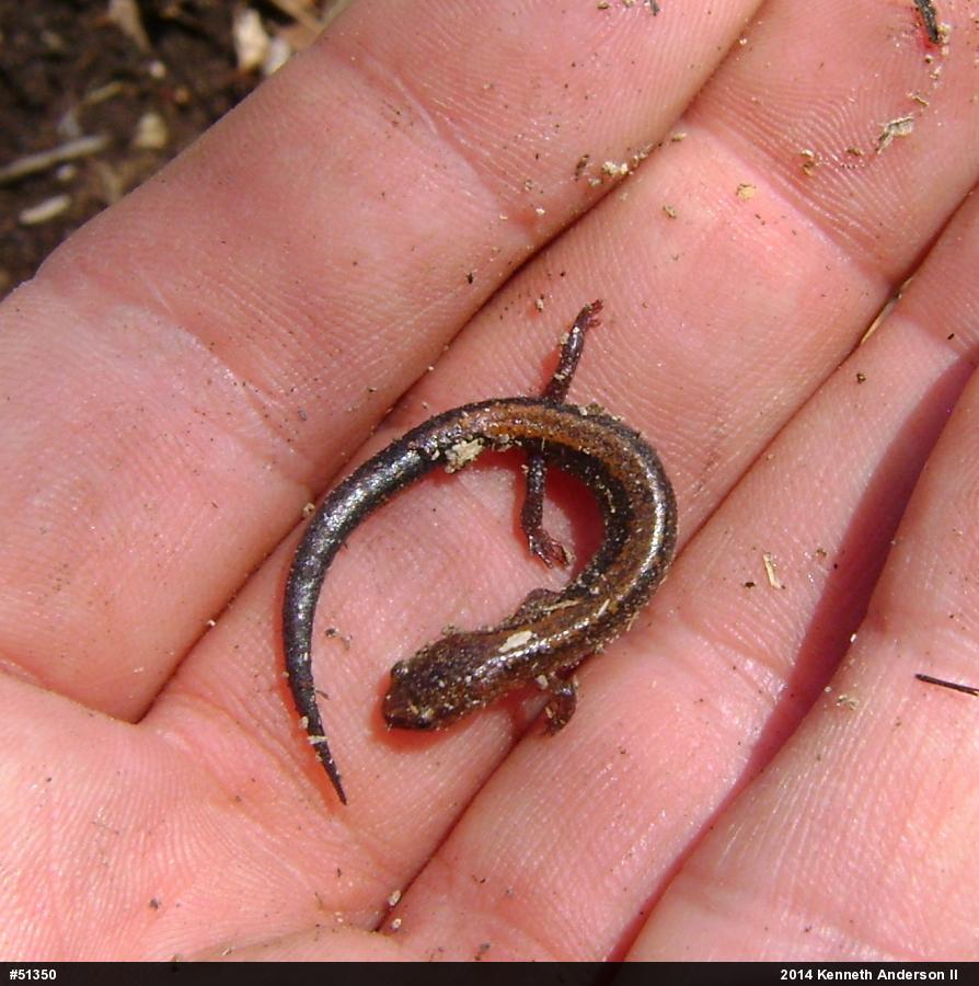 Eastern Red-backed  Salamander