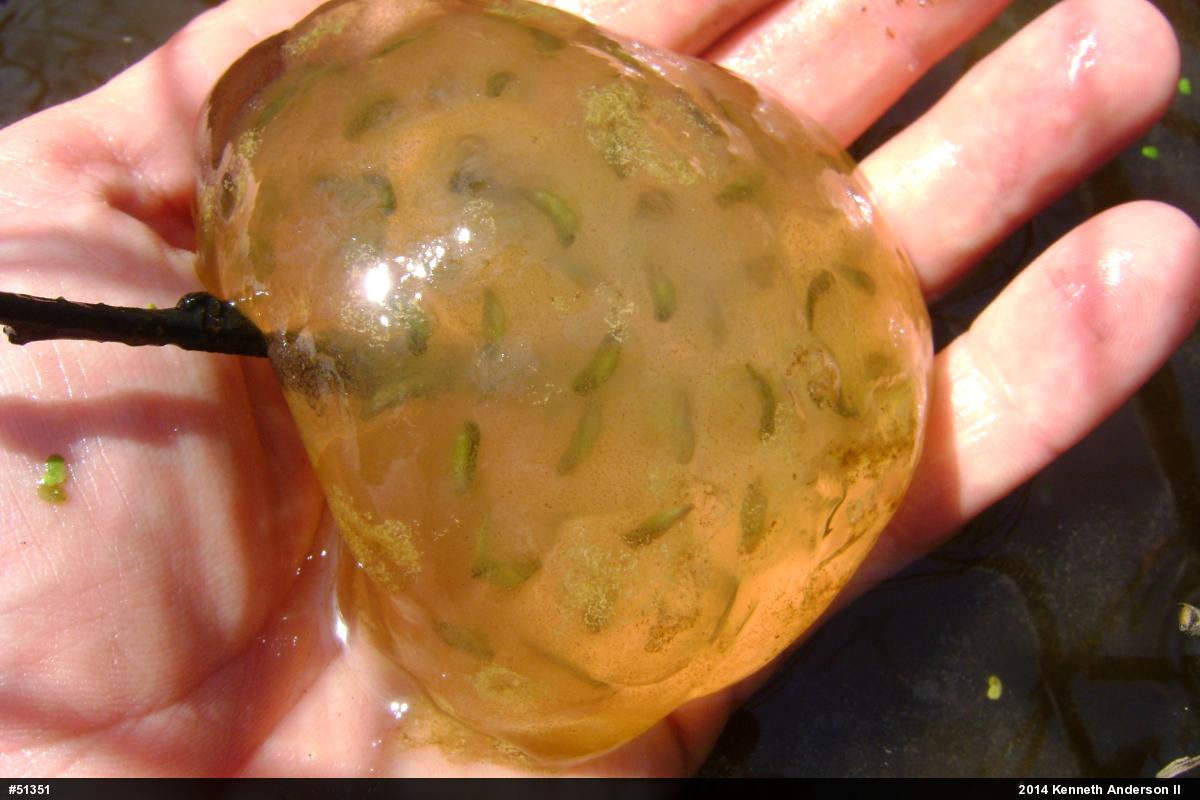 Spotted Salamander