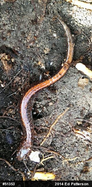 Eastern Red-backed  Salamander