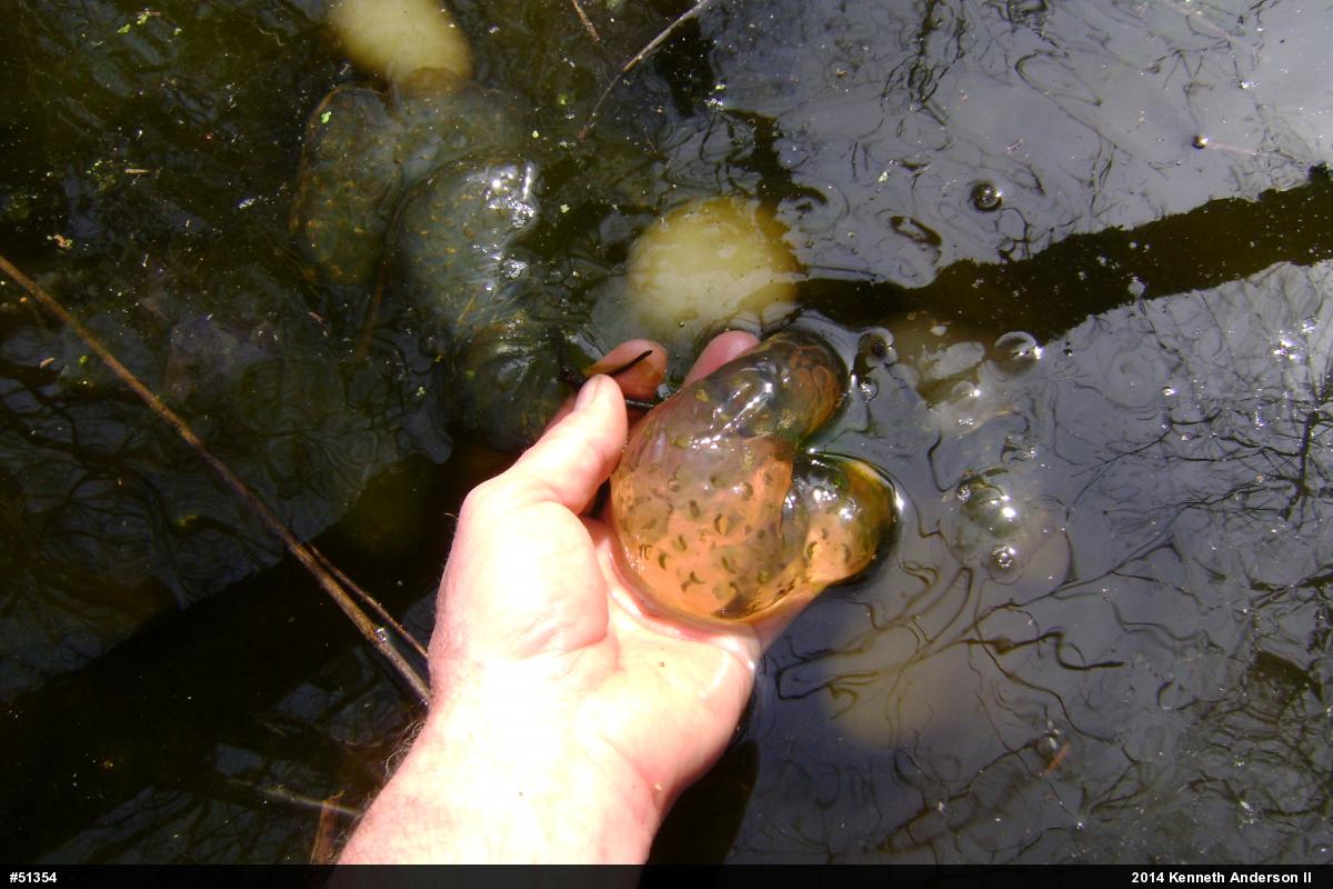 Spotted Salamander