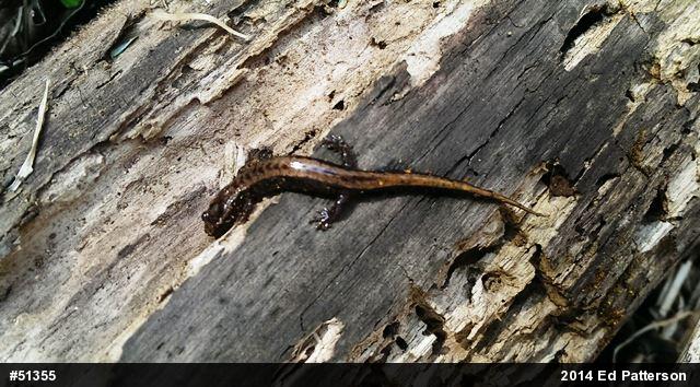 Allegheny Mountain Dusky Salamander