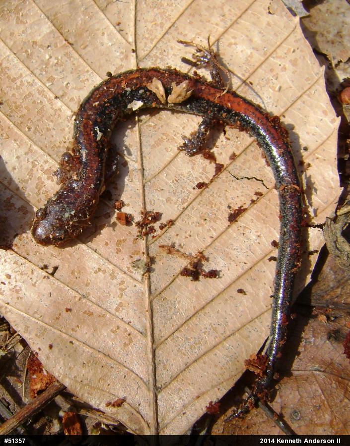 Eastern Red-backed  Salamander