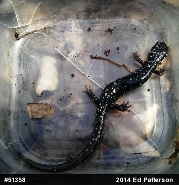 Northern Slimy Salamander