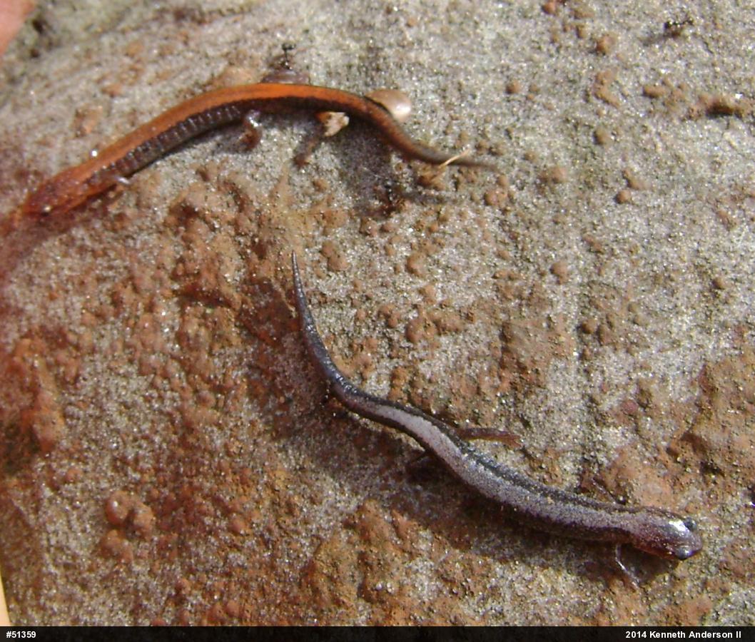 Eastern Red-backed  Salamander