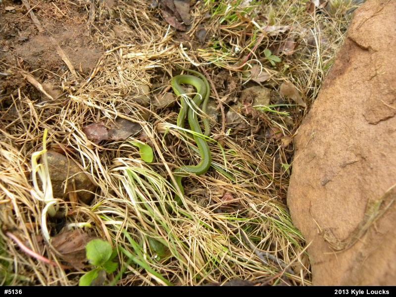 Smooth Greensnake