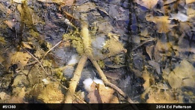 Mole Salamanders