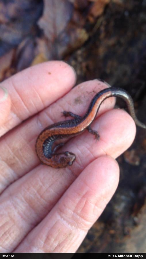Eastern Red-backed  Salamander