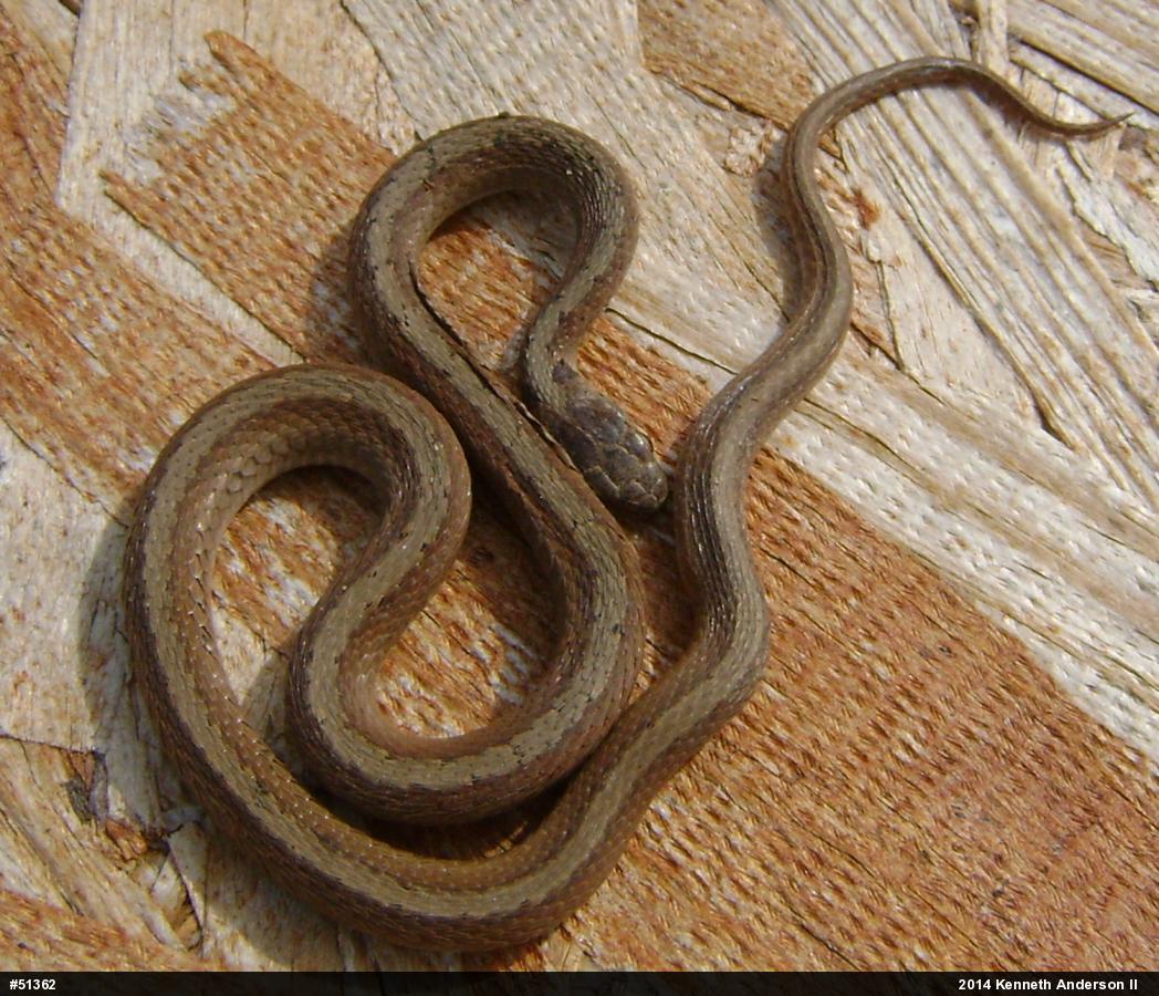 Dekay's Brownsnake