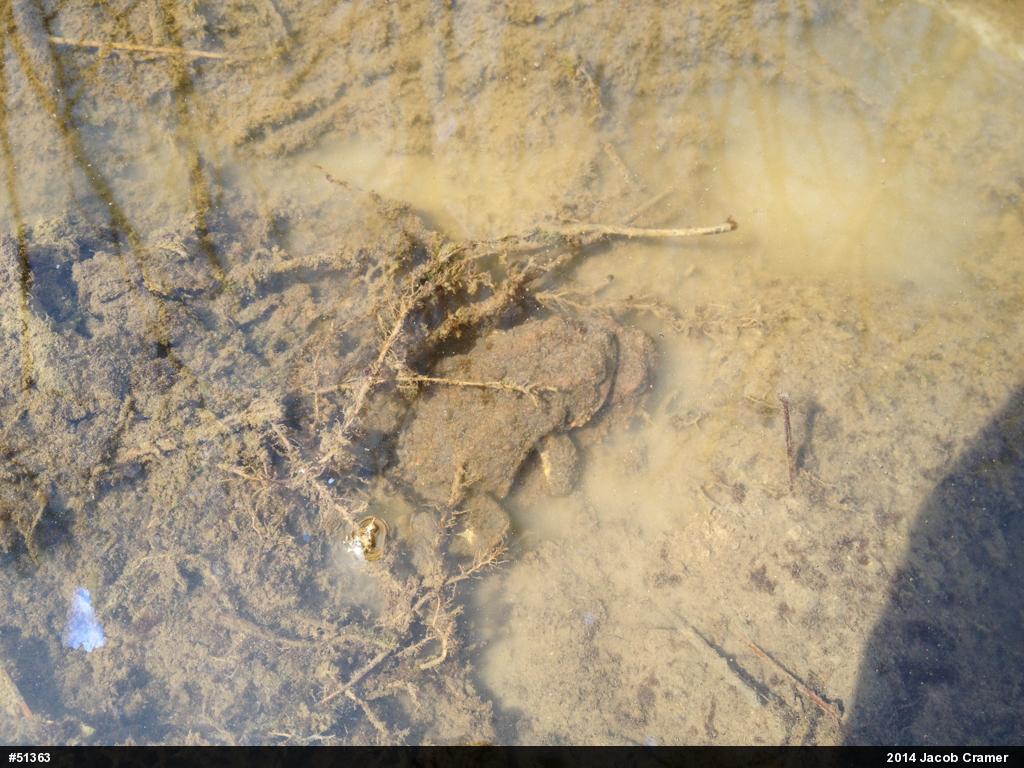 Eastern American Toad