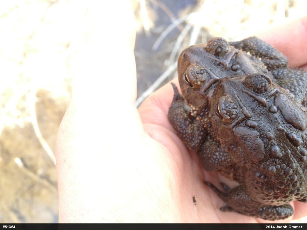 Eastern American Toad