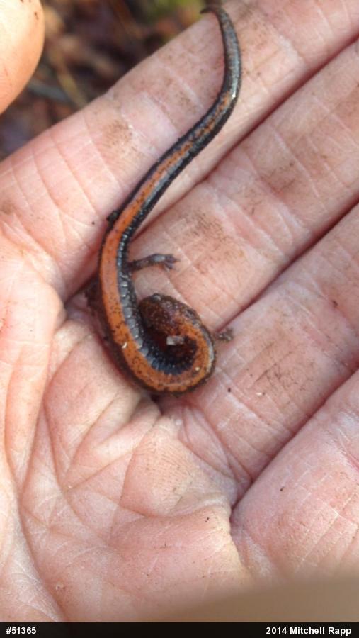 Eastern Red-backed  Salamander
