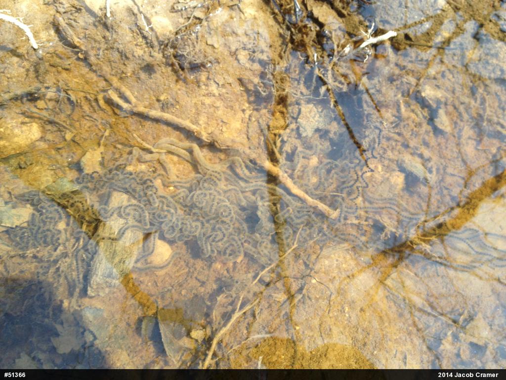 True Toads