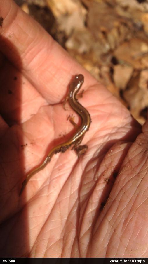 Northern Two-lined Salamander