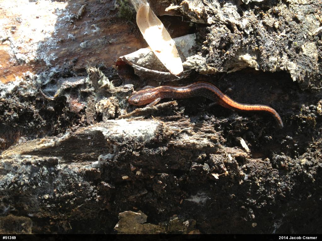 Eastern Red-backed  Salamander