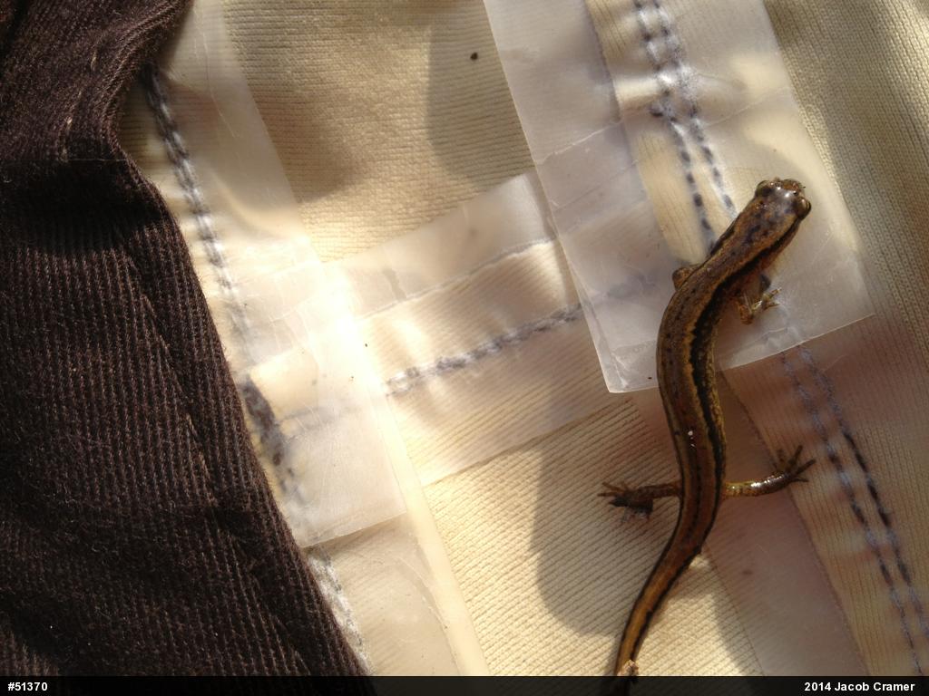 Northern Two-lined Salamander