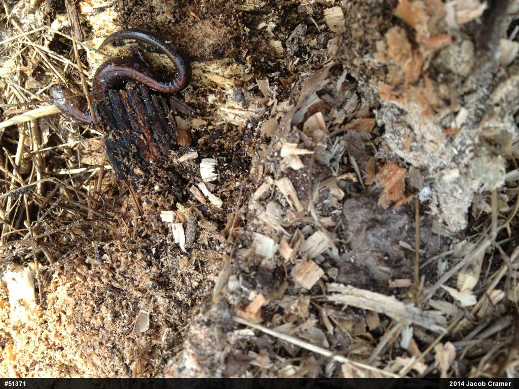Eastern Red-backed  Salamander