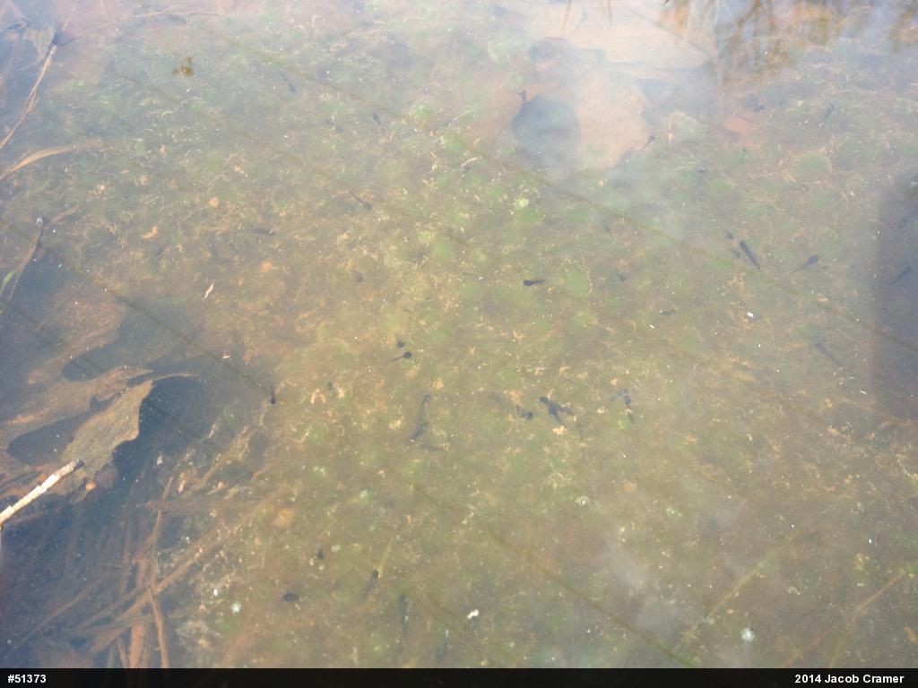 Wood Frog