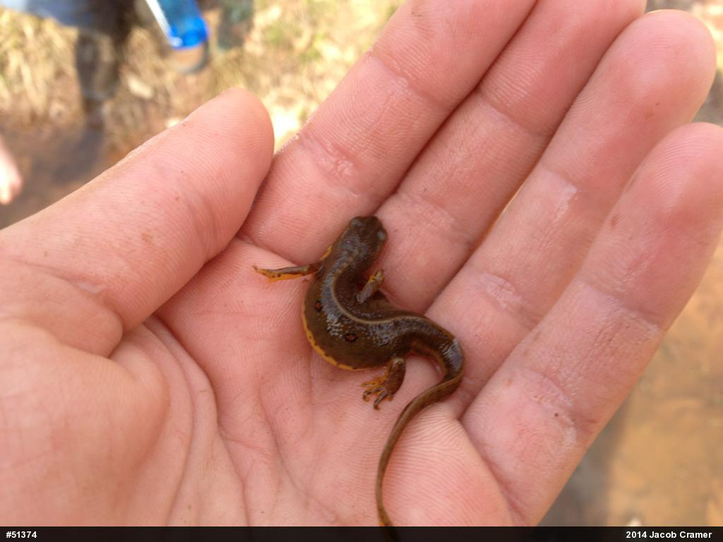 Red-spotted Newt