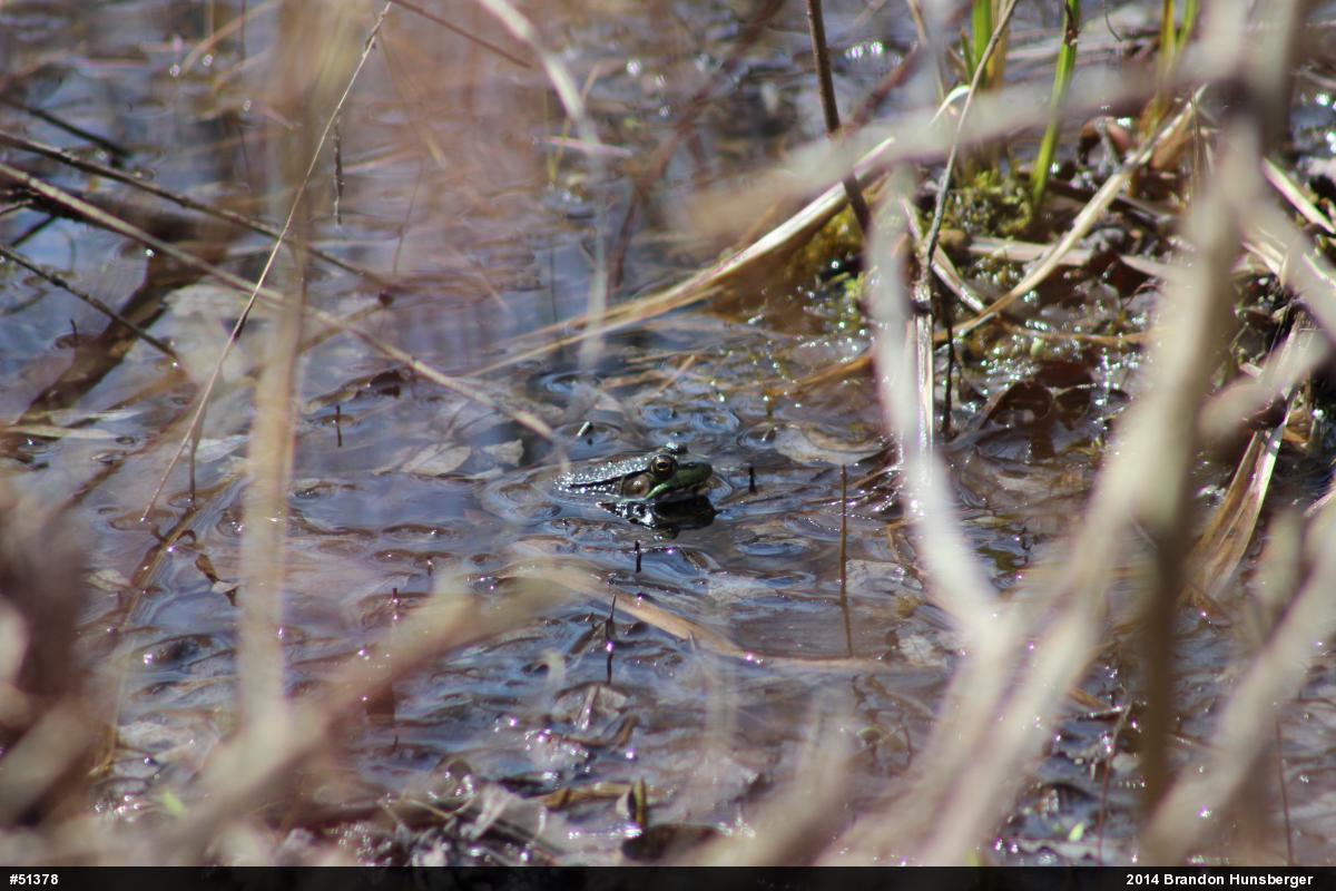 Green Frog