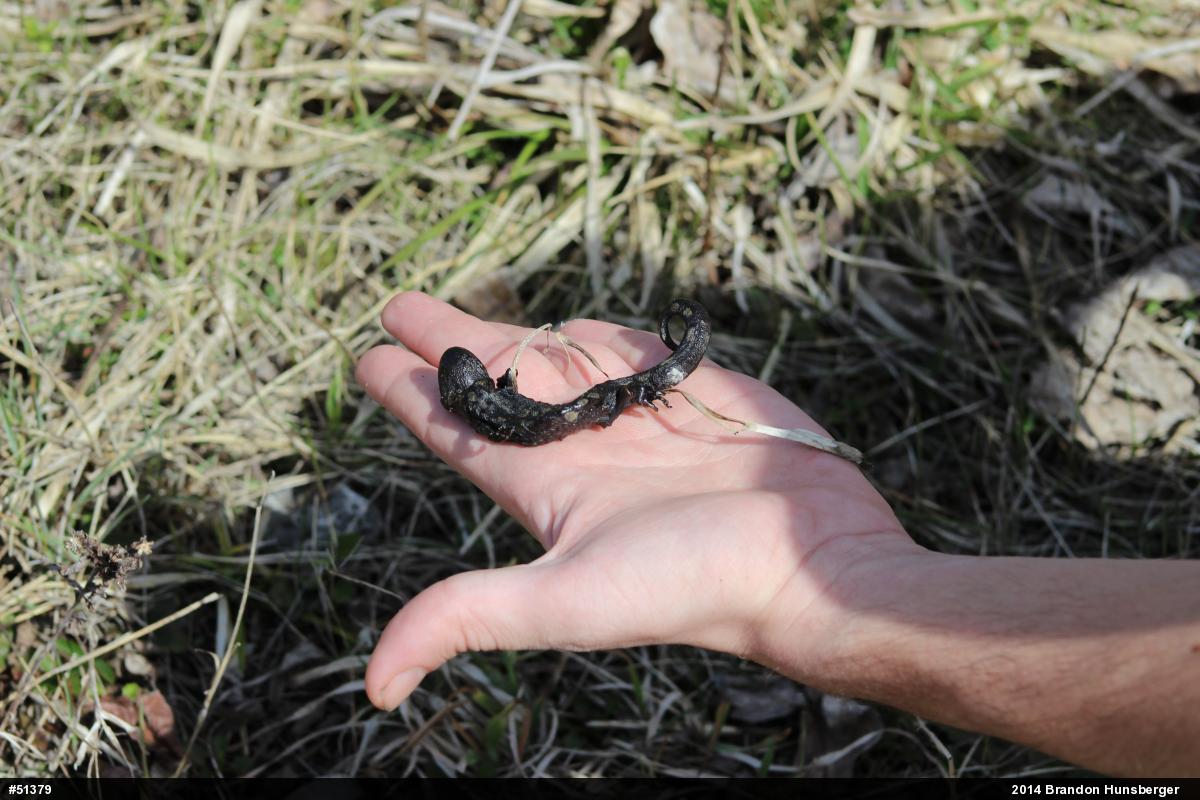 Spotted Salamander