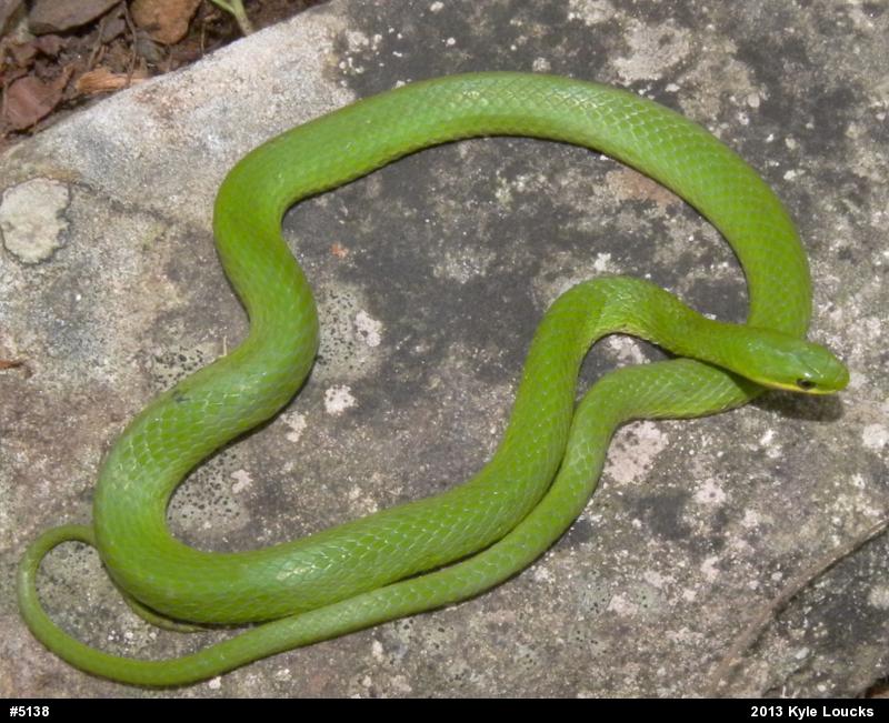 Smooth Greensnake