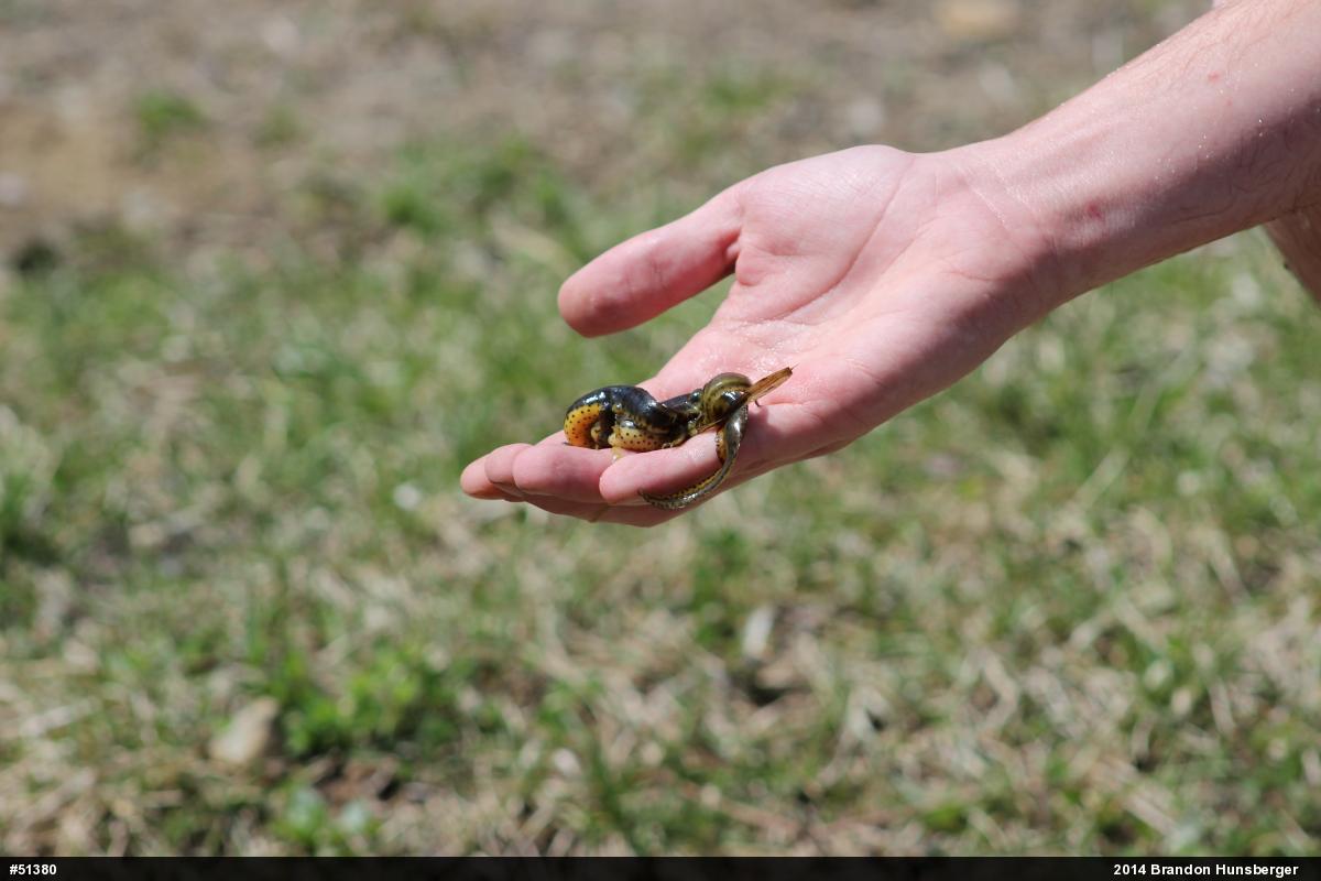 Red-spotted Newt