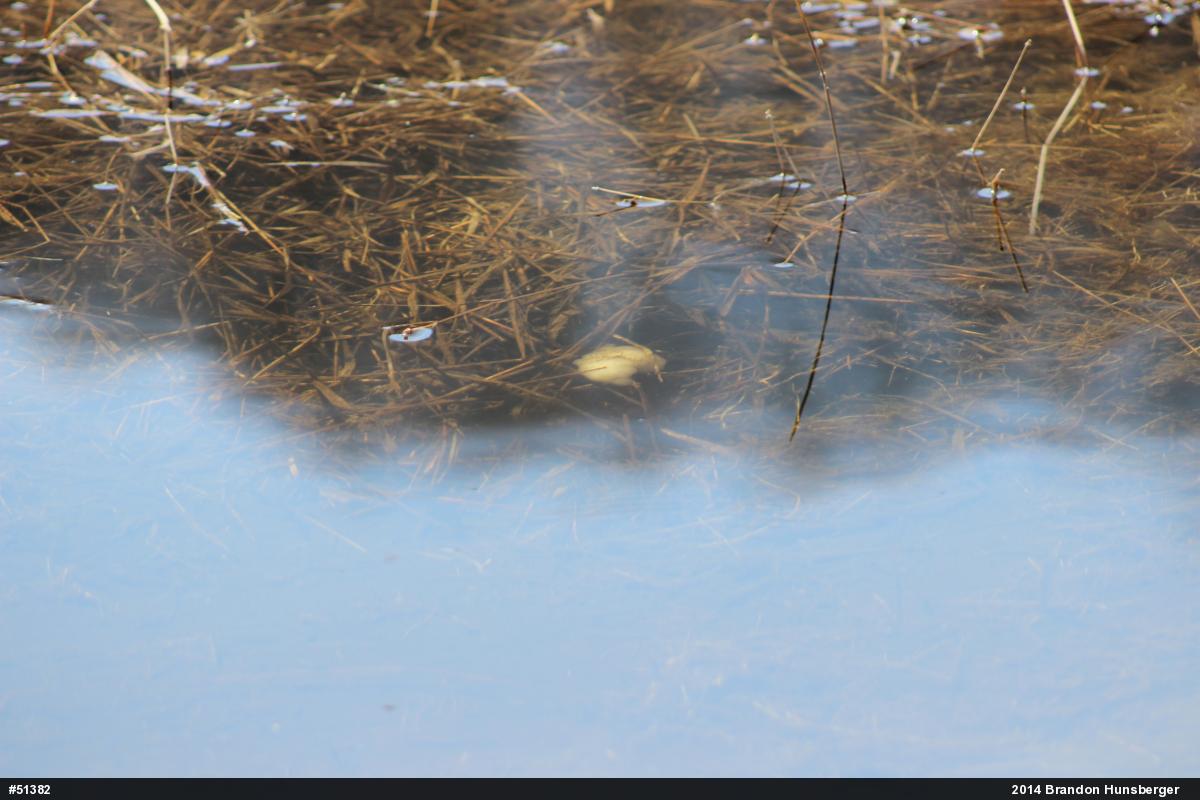 Spotted Salamander