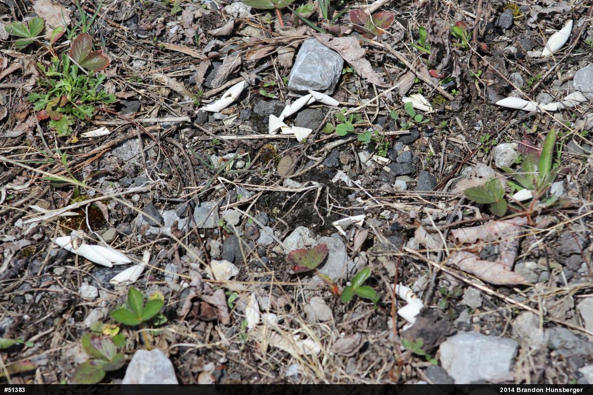 Snapping Turtle