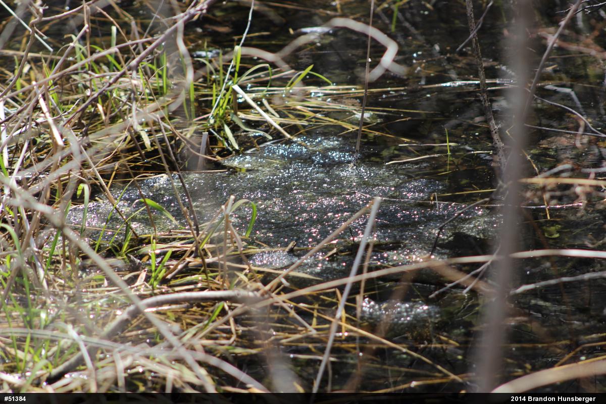Wood Frog