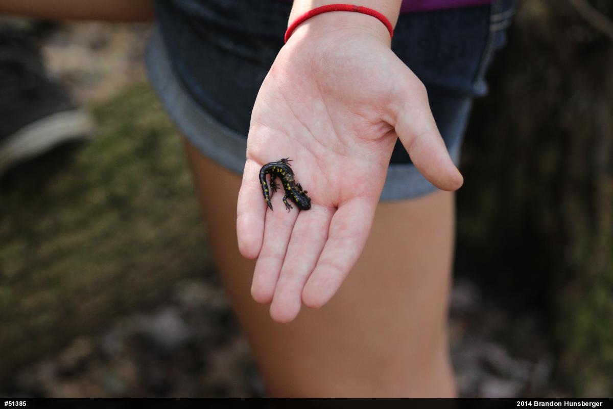 Spotted Salamander