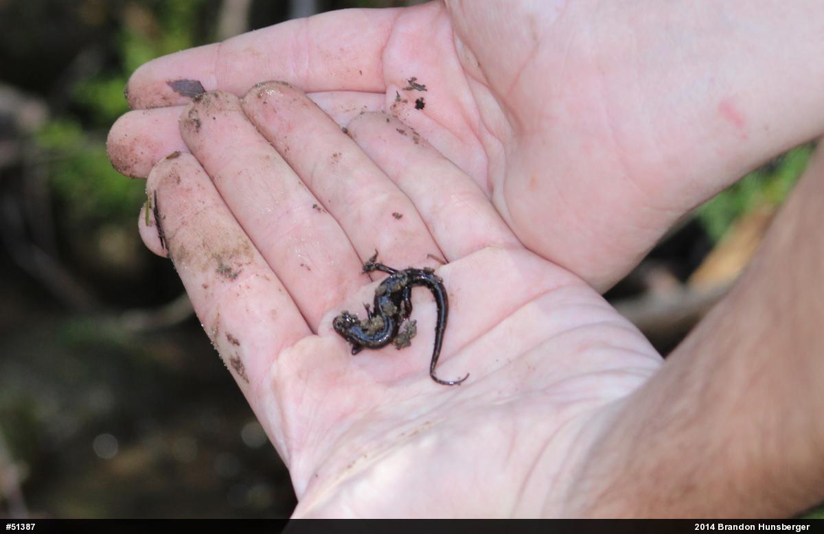 Allegheny Mountain Dusky Salamander