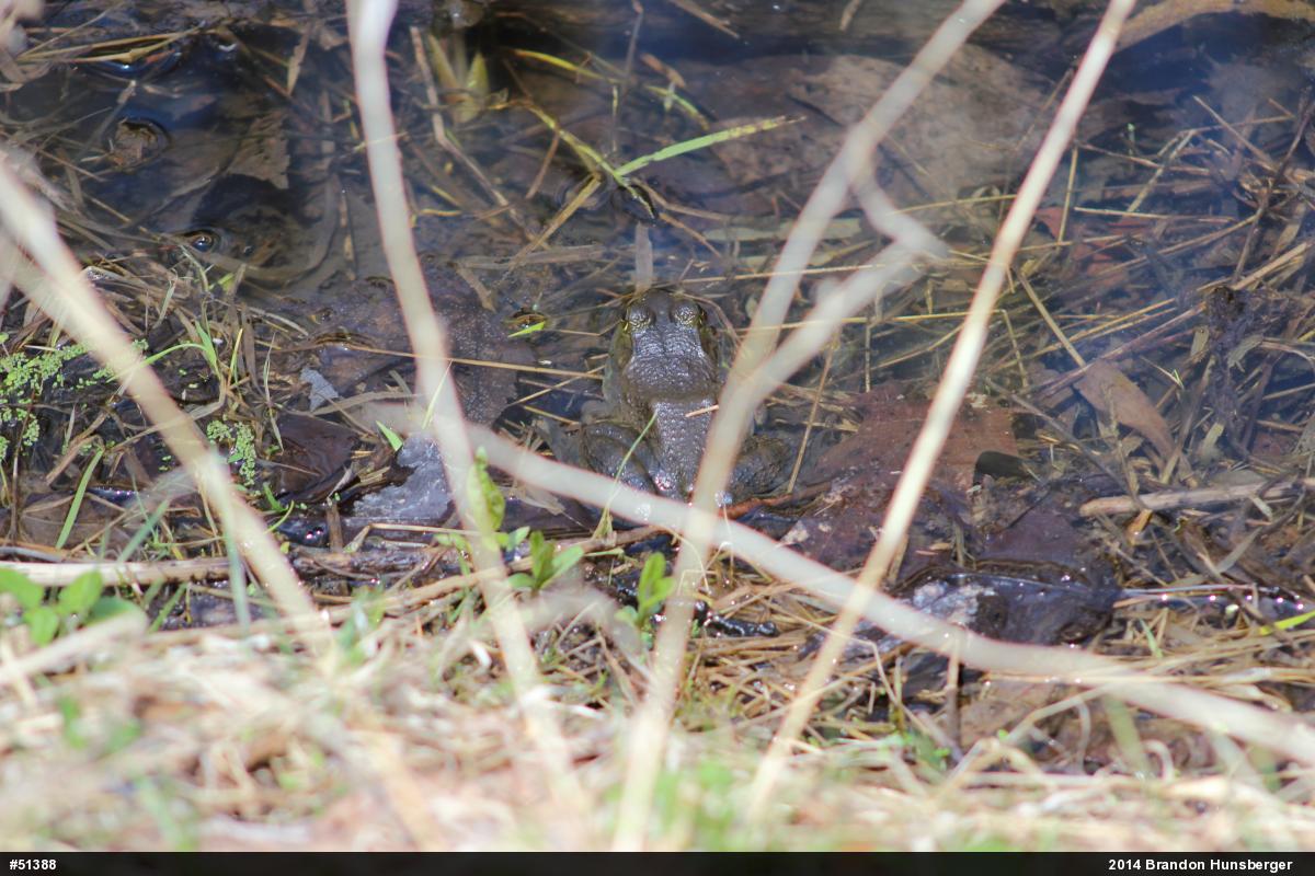 American Bullfrog