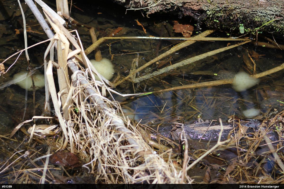 Spotted Salamander