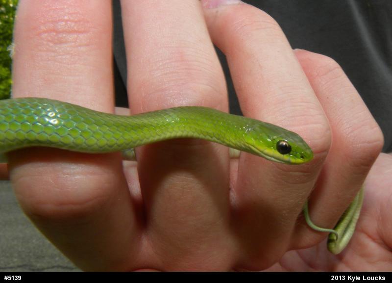 Smooth Greensnake