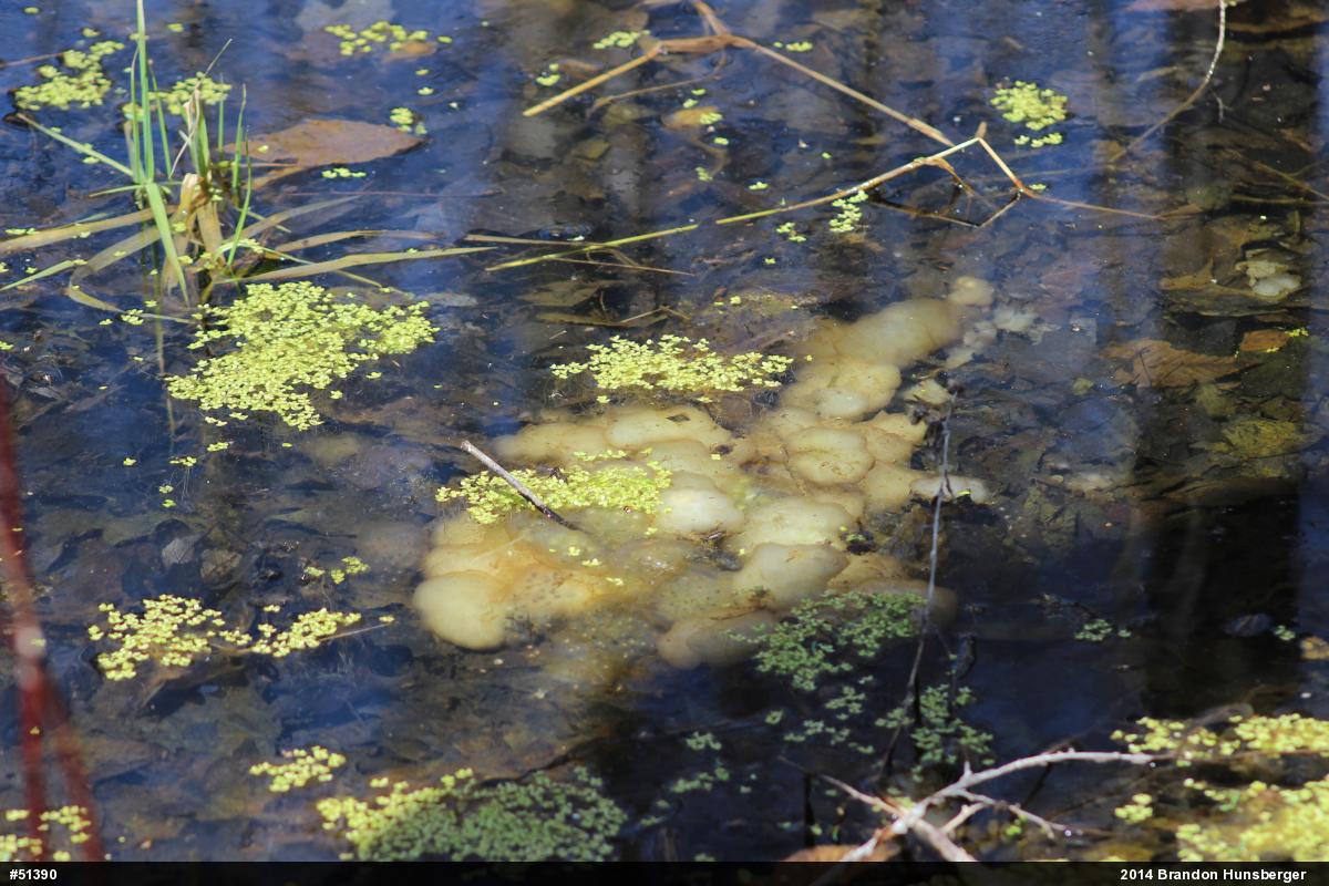 Spotted Salamander