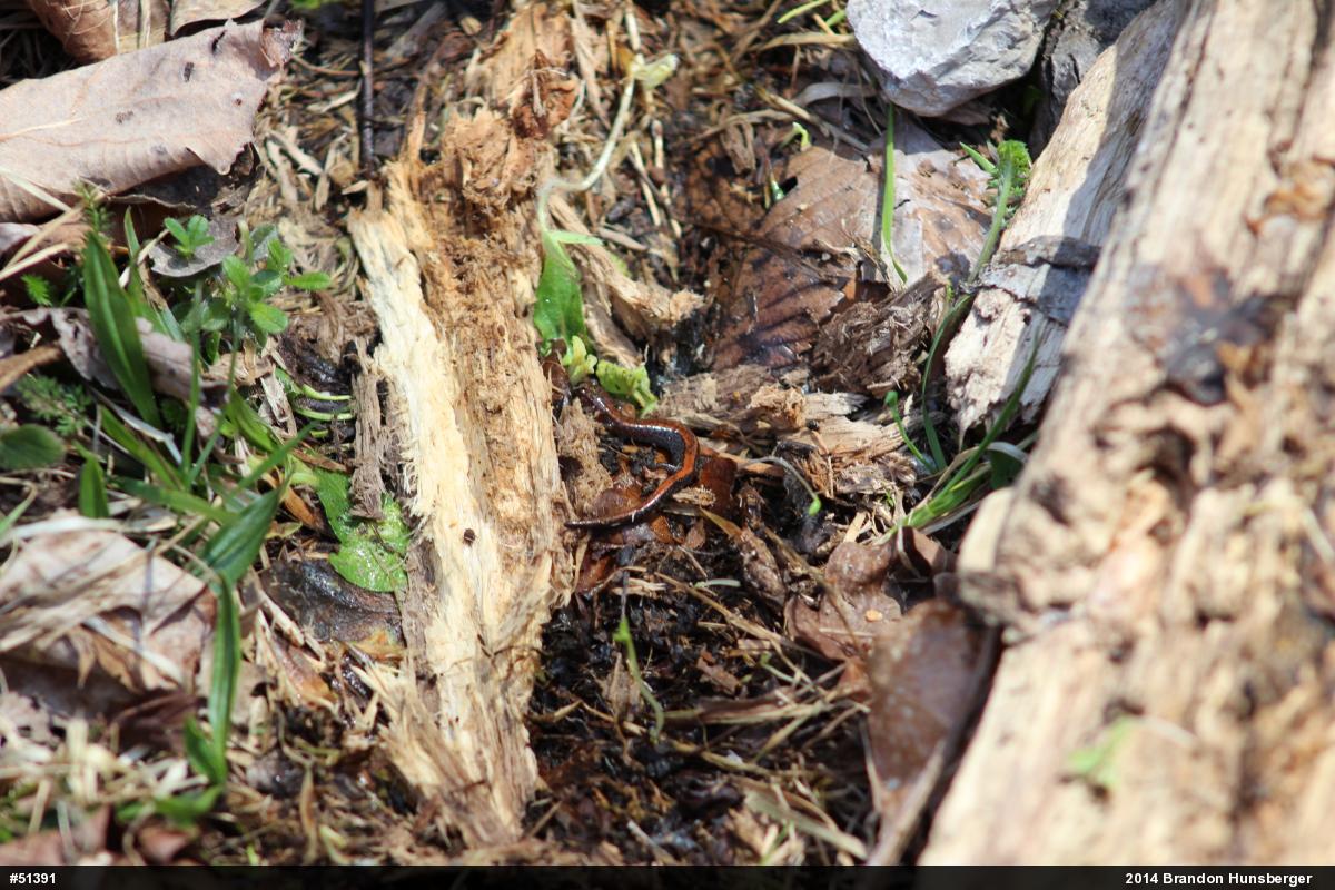 Eastern Red-backed  Salamander