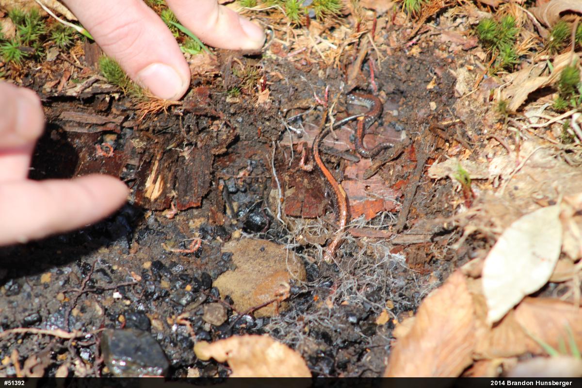 Eastern Red-backed  Salamander