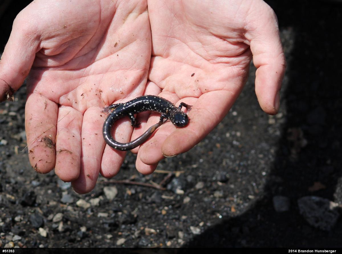 Northern Slimy Salamander