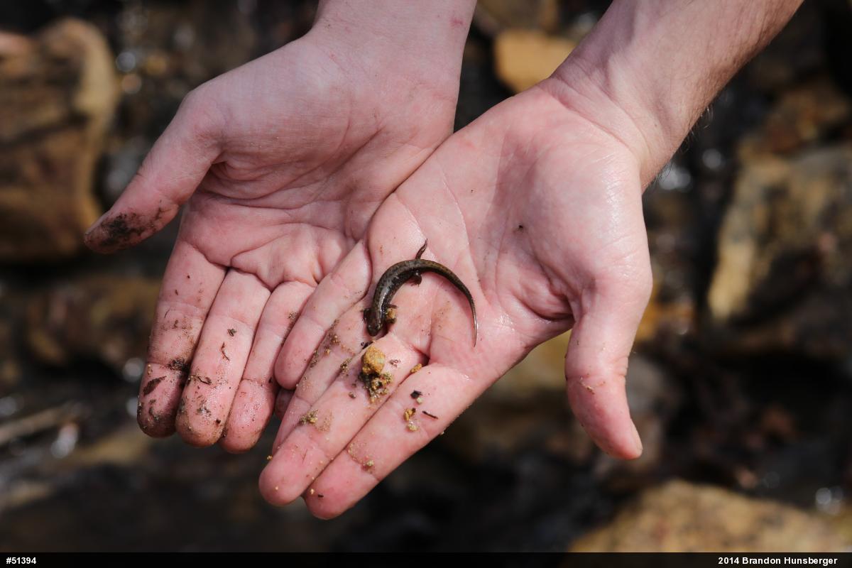 Allegheny Mountain Dusky Salamander