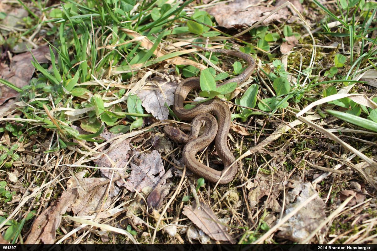 Dekay's Brownsnake