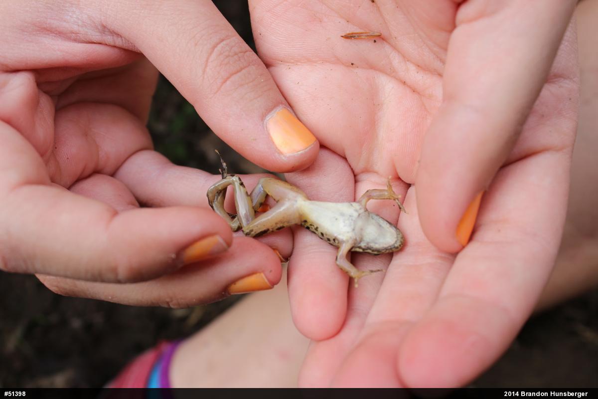 Pickerel Frog